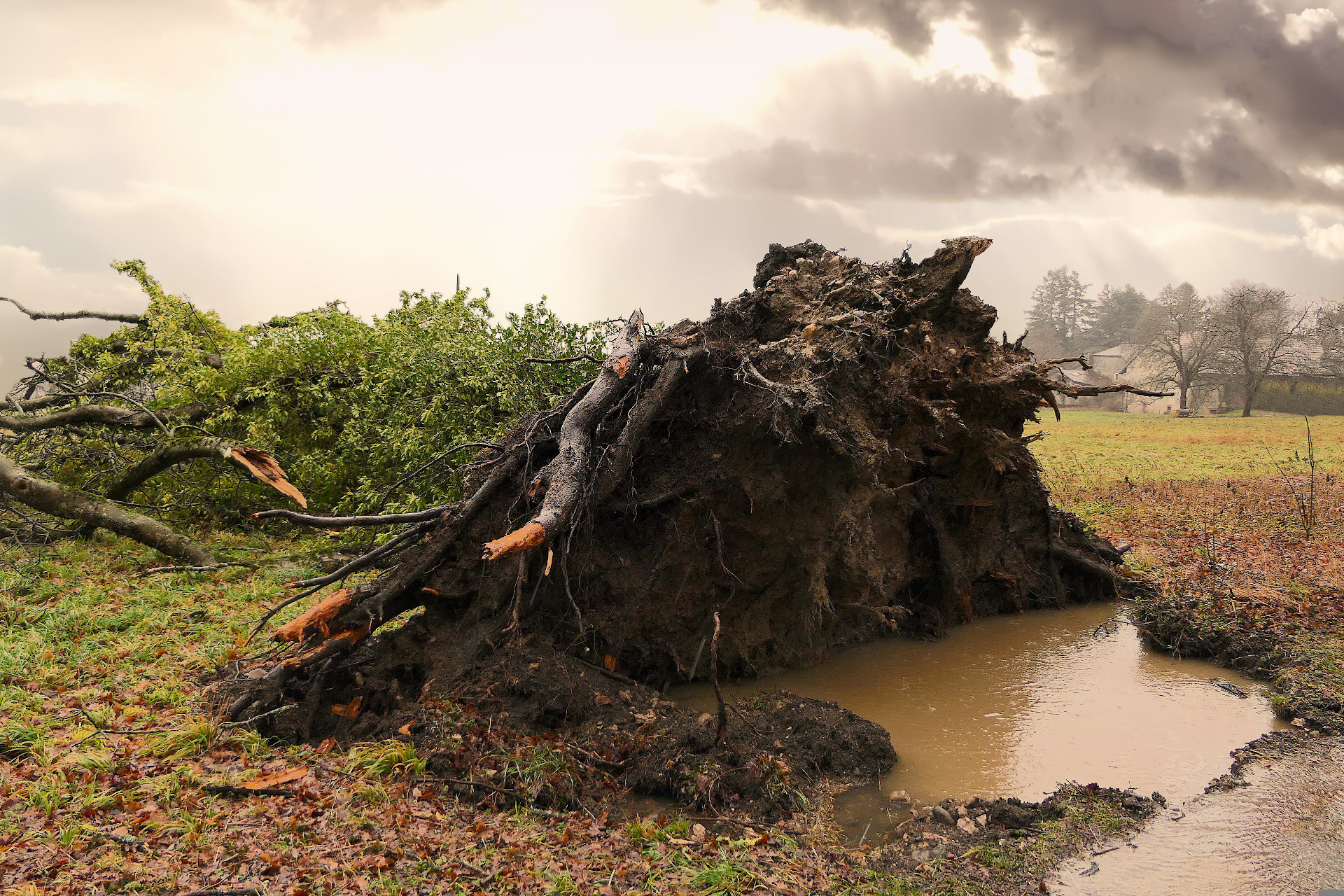Freshly fallen tree with water-filled hole where the roots were.