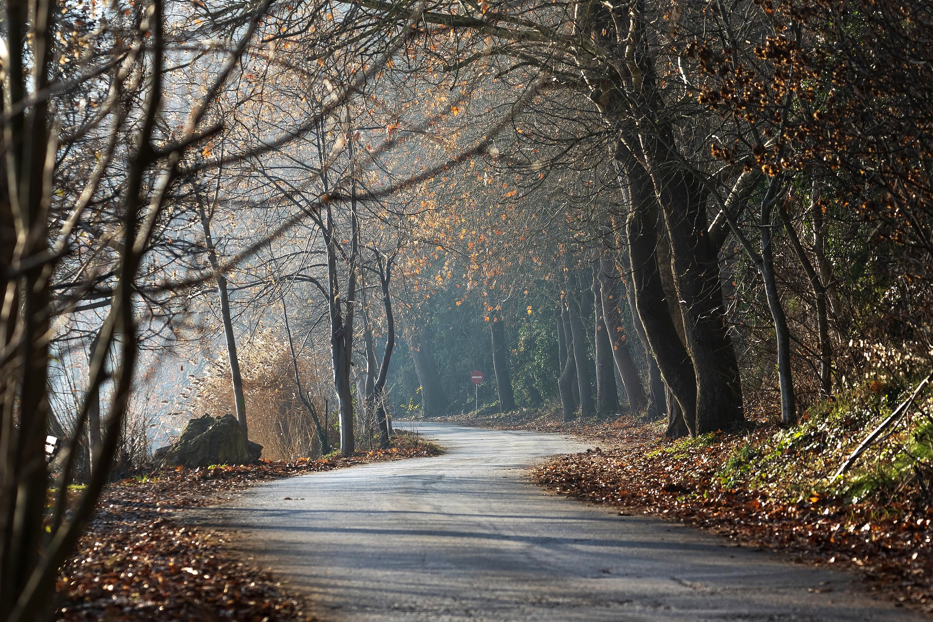 A country road lined by trees in Autumn.
